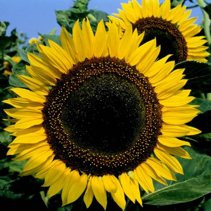 Picture of Helianthus (Sunflower) - Taiyo